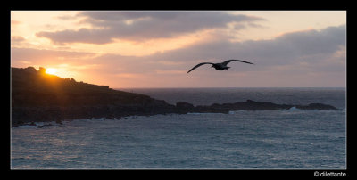 DSC07556_birdsharp.jpg