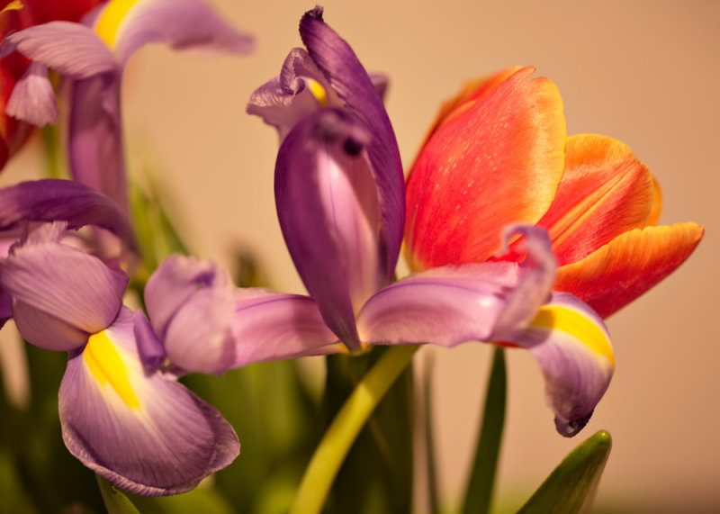 More Tulips