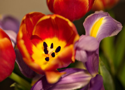 Tulips Close
