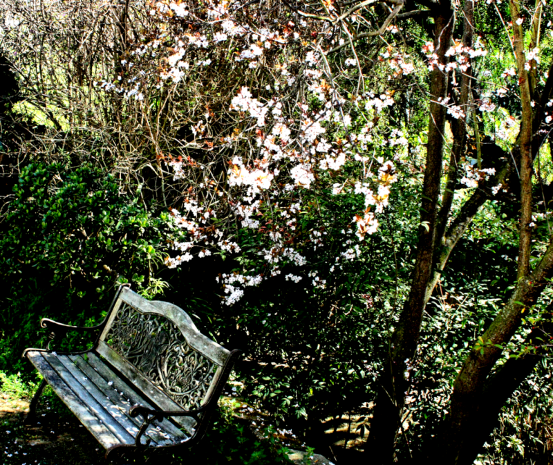 garden bench in late winter.png