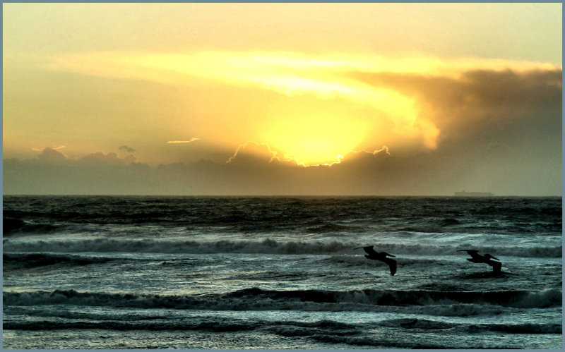 Pelicans at sunset.jpg