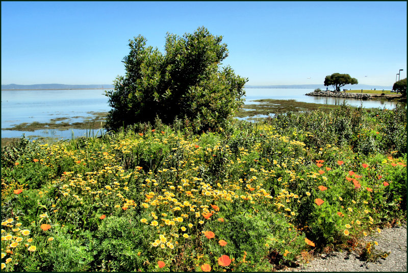 Wild flowers by the Bay in San mateo.jpg