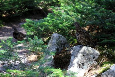 Spruce Grouse on the trail  7D_IMG_10069 