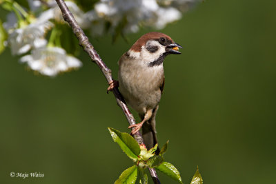 Poljski vrabec/Tree sparrow