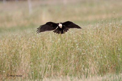 Rjavi lunj/Eurasian marsh harrier