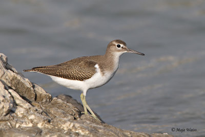 Mali martinec/Common sandpiper