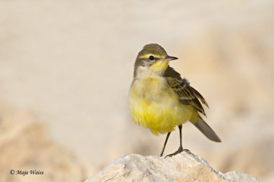 Rumena pastirica/Yellow wagtail