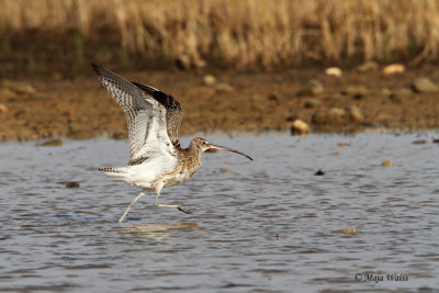 Skurh/Whimbrel