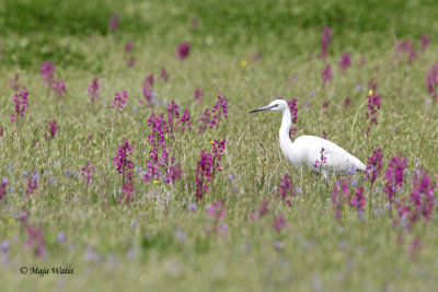 Great white egret/Velika bela caplja