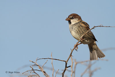 Travniski vrabec/Spanish sparrow
