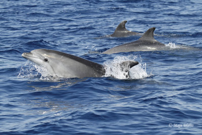 Dolphins/Delfini