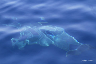Dolphin under the water _MG_1096.jpg