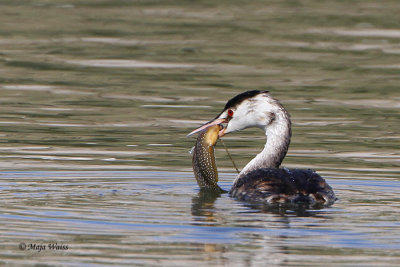 Copasti ponirek/Great crested grebe