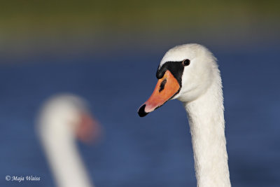 Labod/Swan