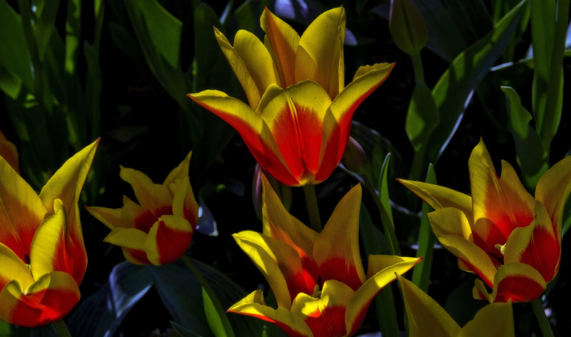 Tulip Glow