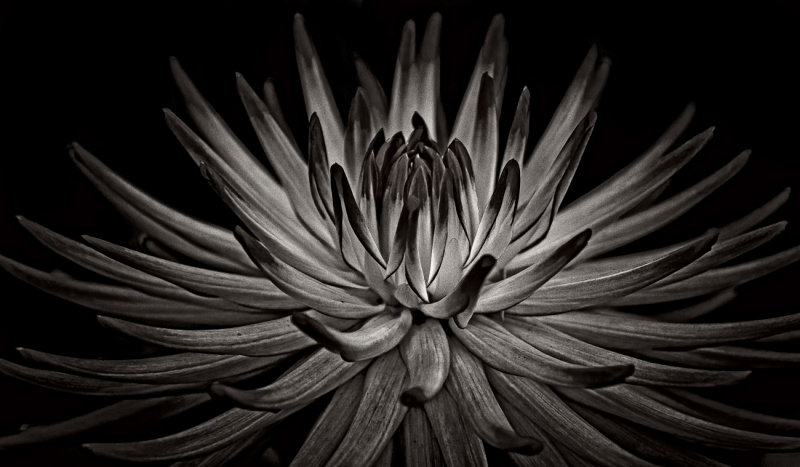 Black (and White) Dahlia
