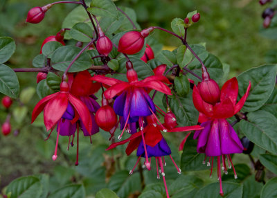 Early Fall Blooms