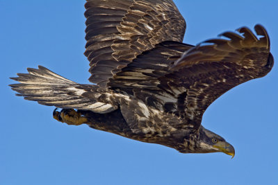 A Close Encounter