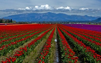 Skagit Valley Tulips 2014