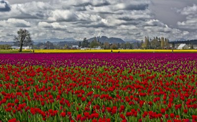 Field Of Color