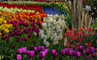 Tulips And Daffodils