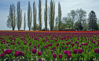 Skagit Valley Tulips 2014