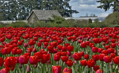 Tulip Shack