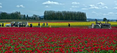 Working The Tulip Fields