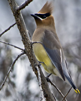 Cedar Waxwing