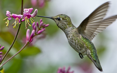 Female Anna's Hummer and Pink Honeysuckle
