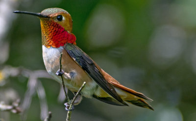 Rufous Hummingbird 