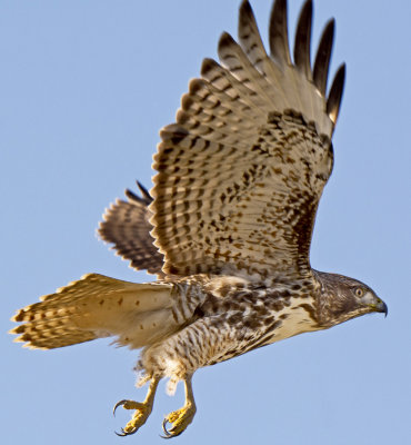 Red Tailed Hawk