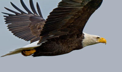 Bald Eagle