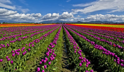 Tulips To Infinity