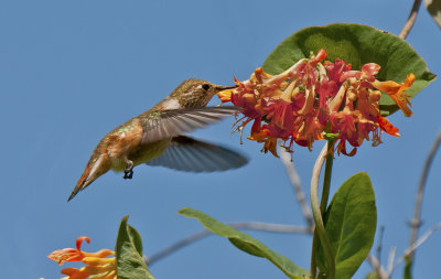 A Young Rufous and Orange Honeysuckle