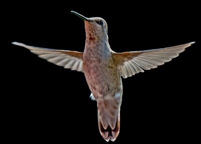 Outstretched - Young Anna's Hummingbird