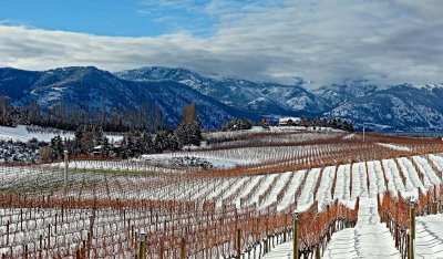 Winter Vineyard