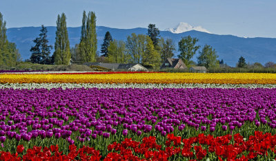 Field Of Colors