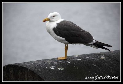isl2013-Reykjavik0013.jpg