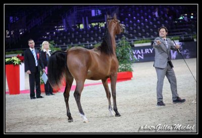 Cheval2014-0056.jpg