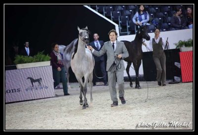 Cheval2014-0066.jpg