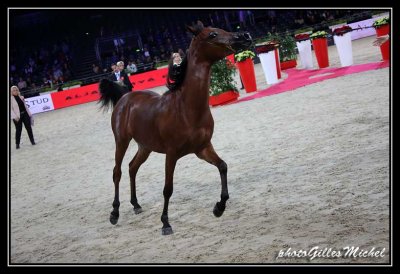 Cheval2014-0120.jpg