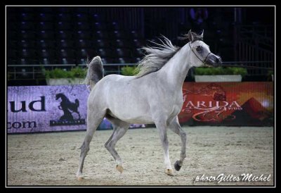 Cheval2014-0134.jpg