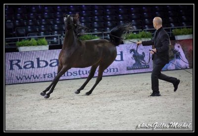 Cheval2014-0173.jpg