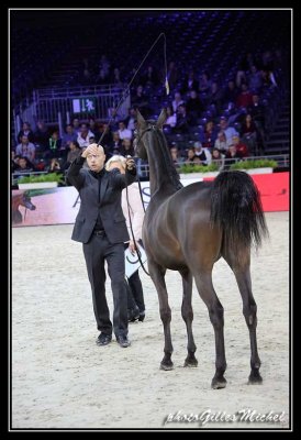 Cheval2014-0187.jpg