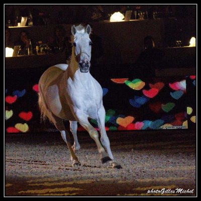 Cheval2014-0295a.jpg