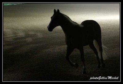 Cheval2014-1275a.jpg