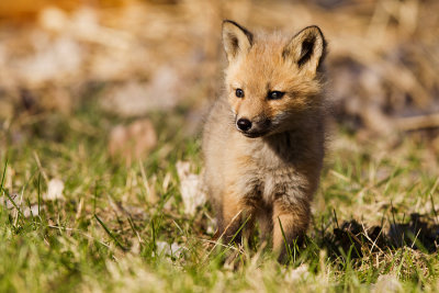 Renard roux - Red fox 