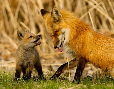 Renard roux - Red fox 