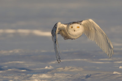snowy owl -- harfang des neiges